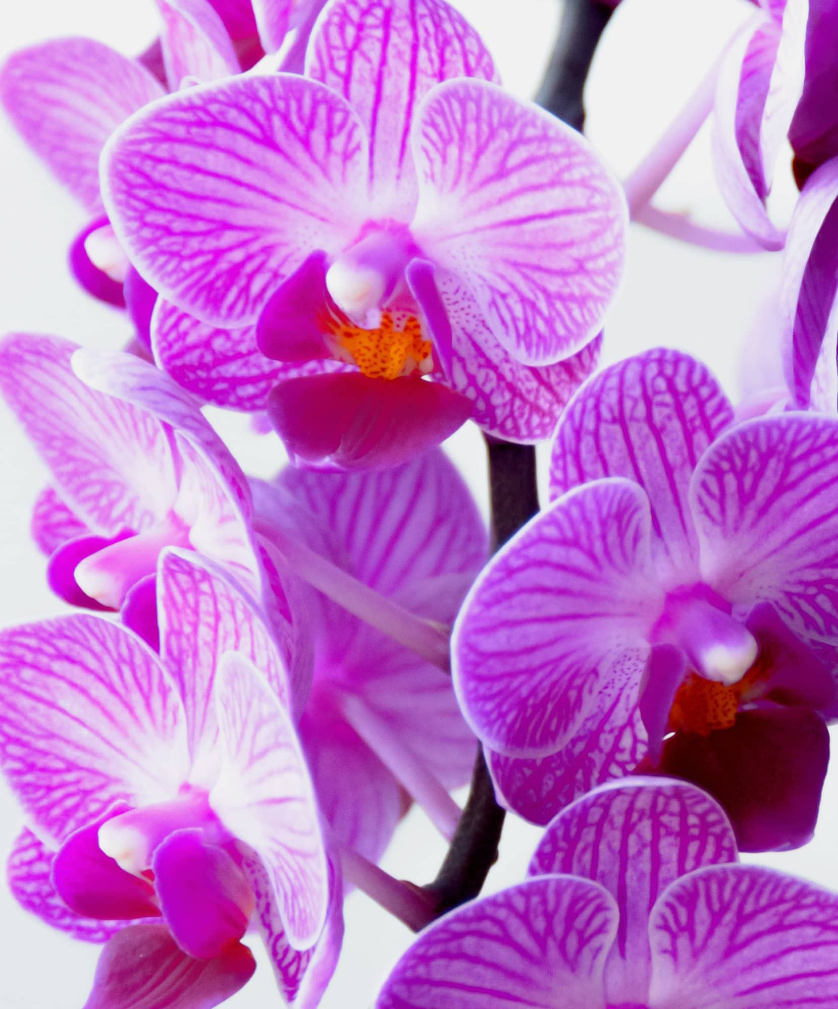 Vibrant purple orchids with delicate petals, showcasing their intricate patterns and beauty.