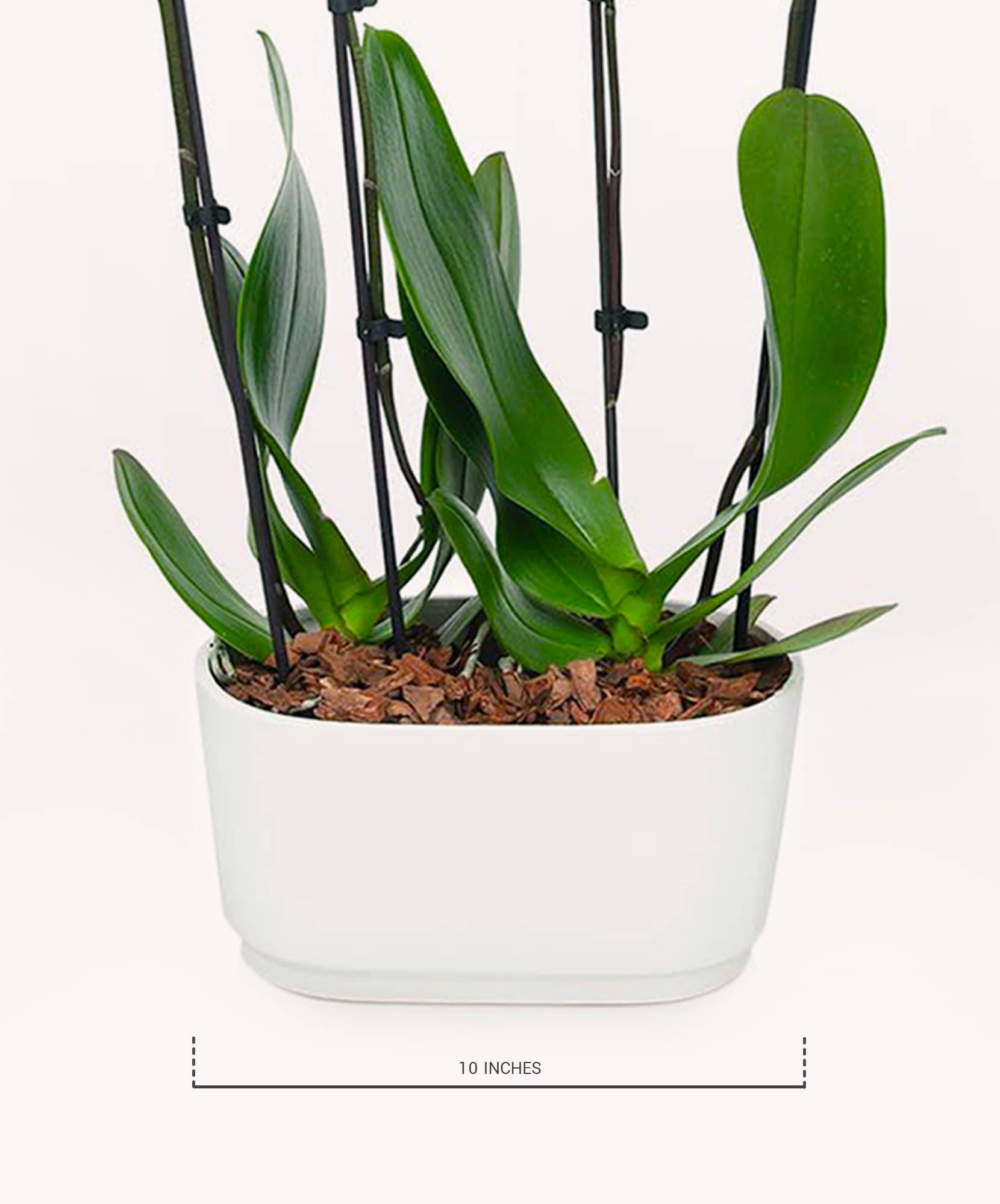 Elegant white orchid plant in a sleek 10-inch pot, enhancing any indoor space with greenery.