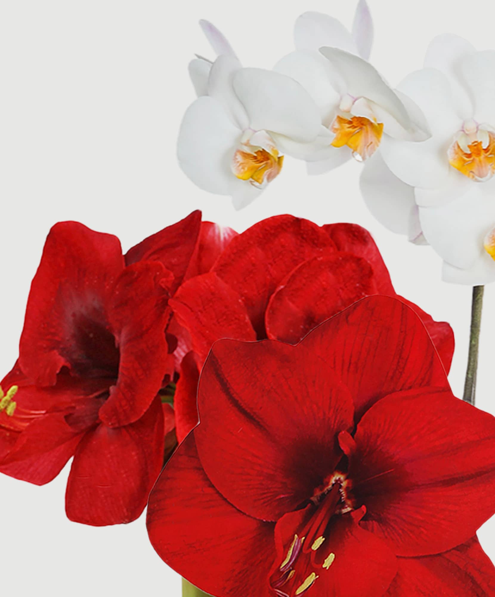 Vibrant red amaryllis flowers combined with elegant white orchids in a delightful arrangement.
