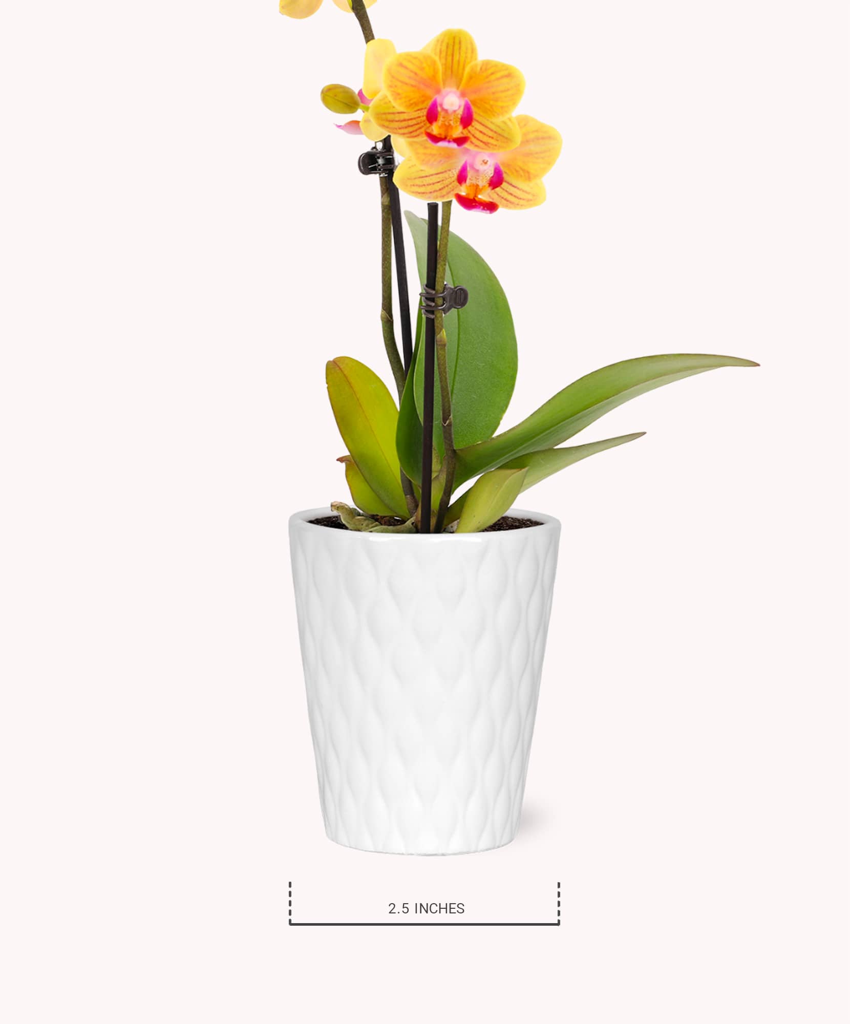 A delicate yellow orchid in a textured white pot, adding elegance to any space.