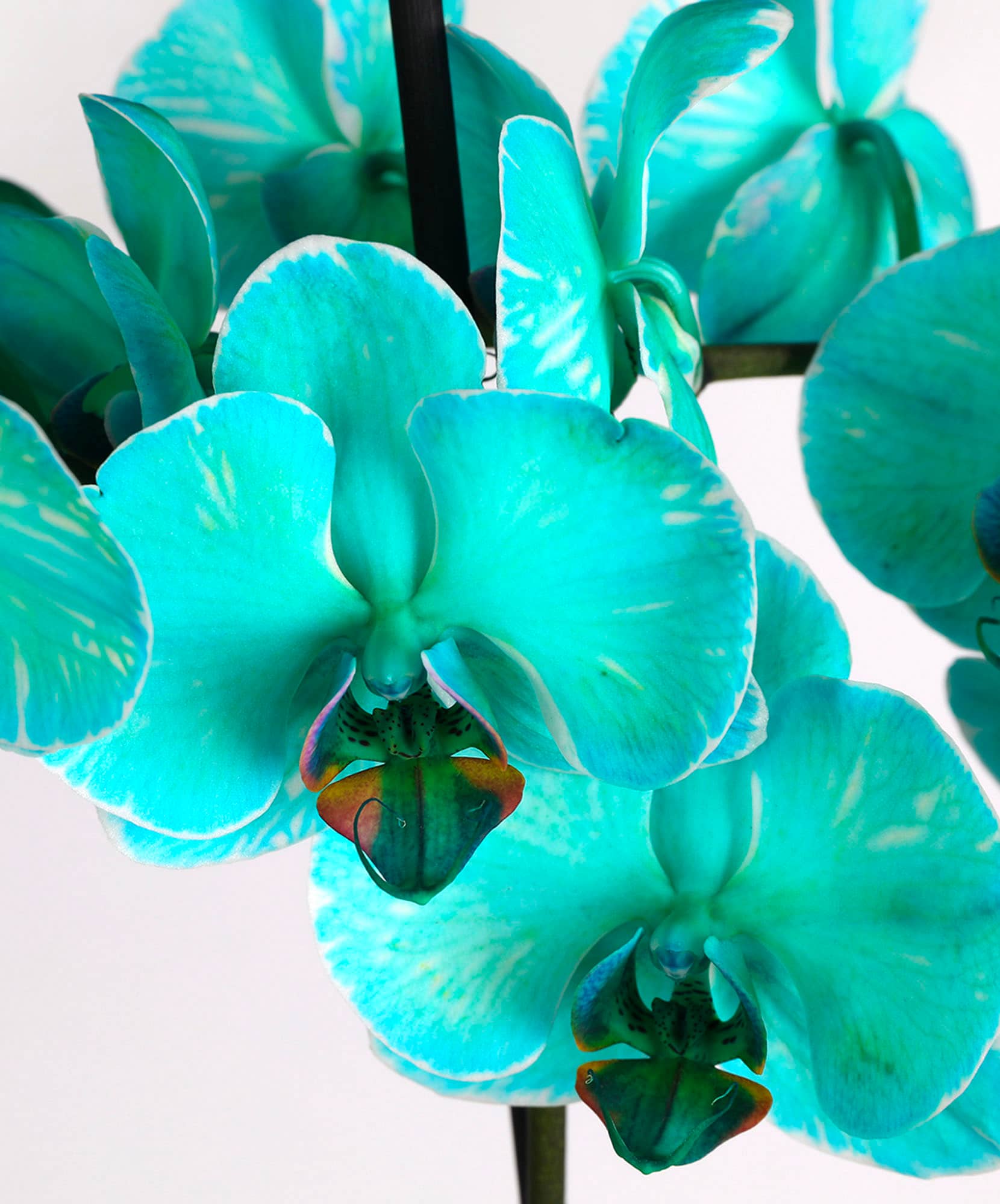 Vibrant turquoise orchids with striking patterns, ideal for flower arrangements.