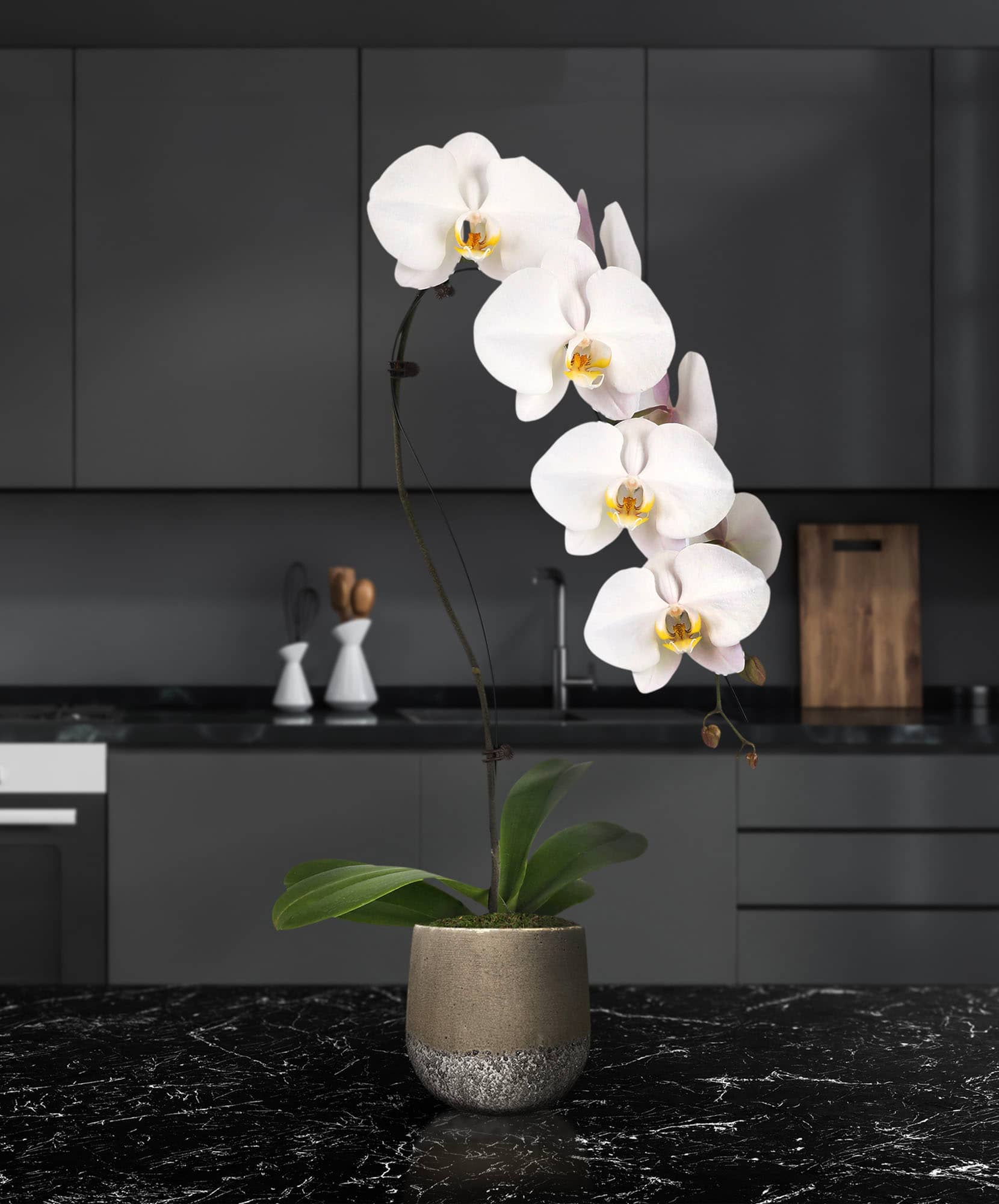 Elegant white orchids in a modern pot, adding style to a contemporary kitchen setting.