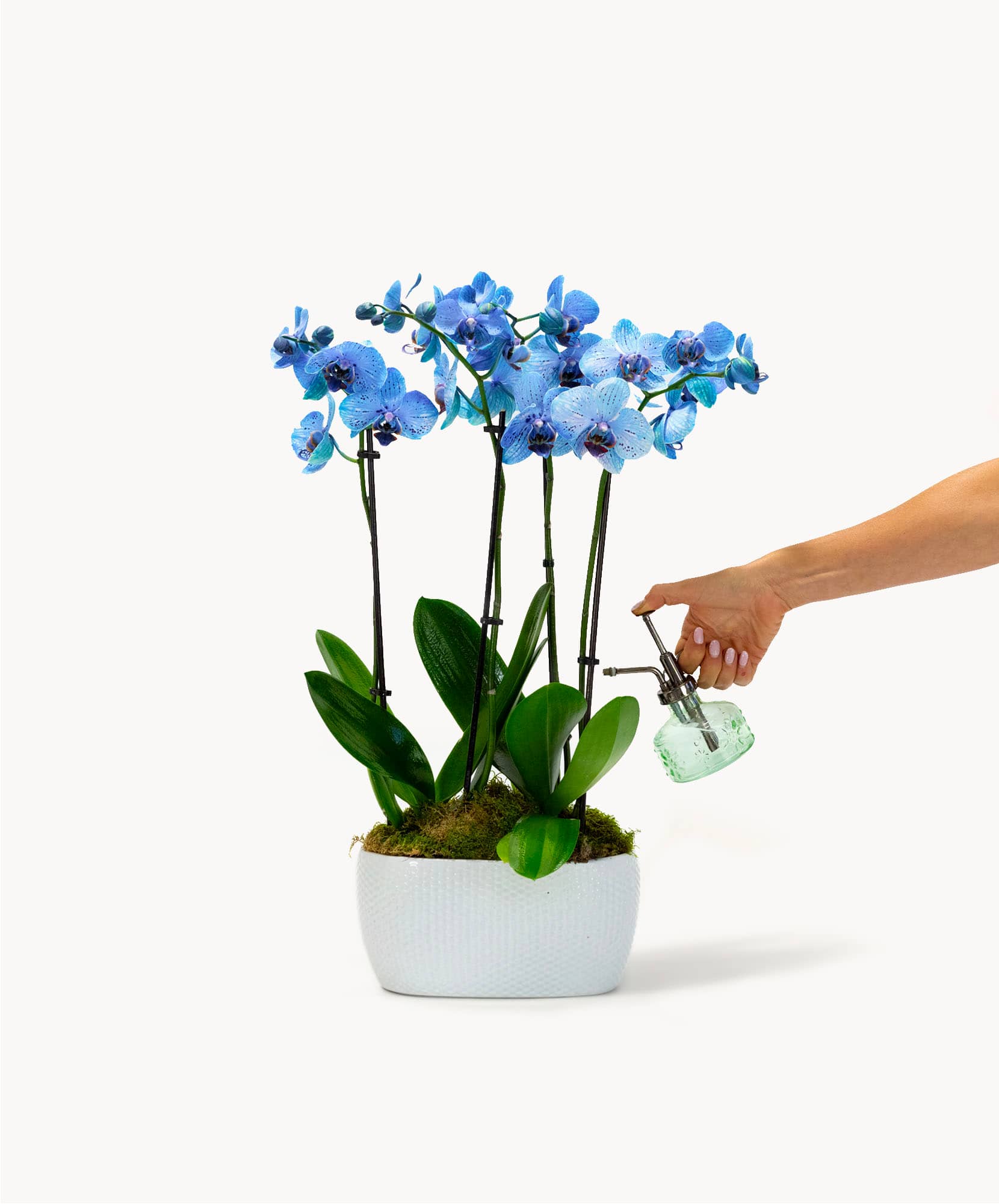 A vibrant blue orchid arrangement being misted, showcasing stunning floral elegance.