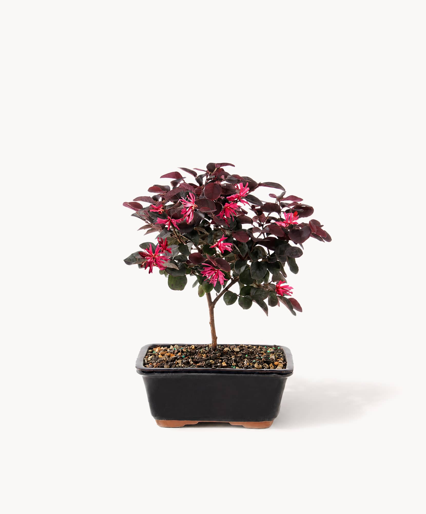 A vibrant bonsai tree with pink flowers and dark green leaves in a sleek pot.