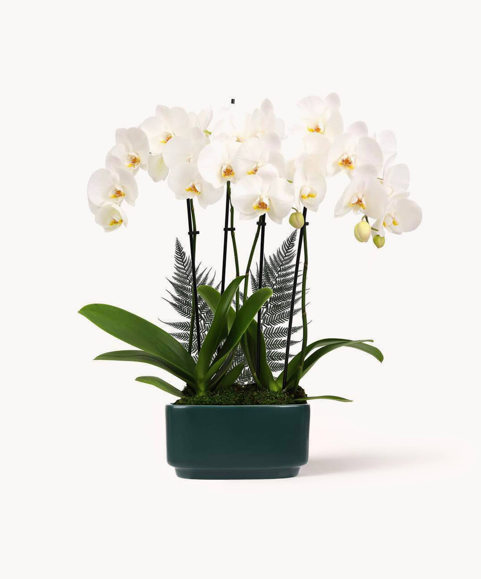 Elegant white orchids arranged in a stylish green pot with lush greenery accents.
