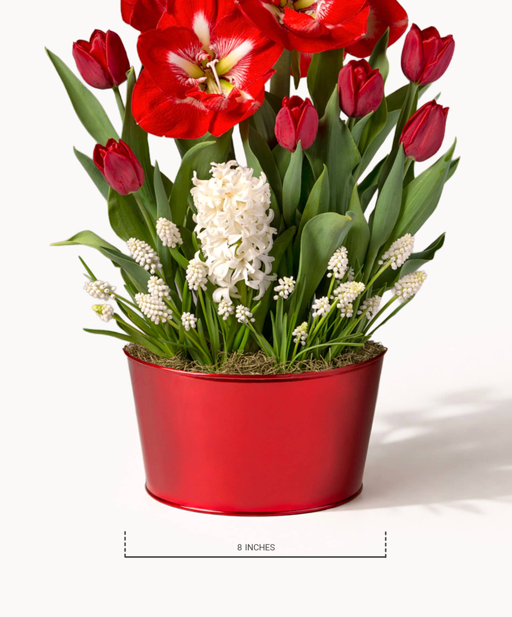 Vibrant red amaryllis and tulips arranged in a stylish red pot, ideal for festive decor.