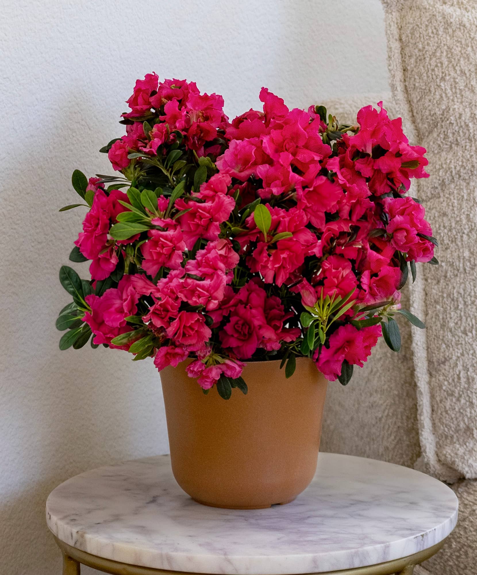 Vibrant pink azalea plant in a terracotta pot, perfect for home decor or gifts.