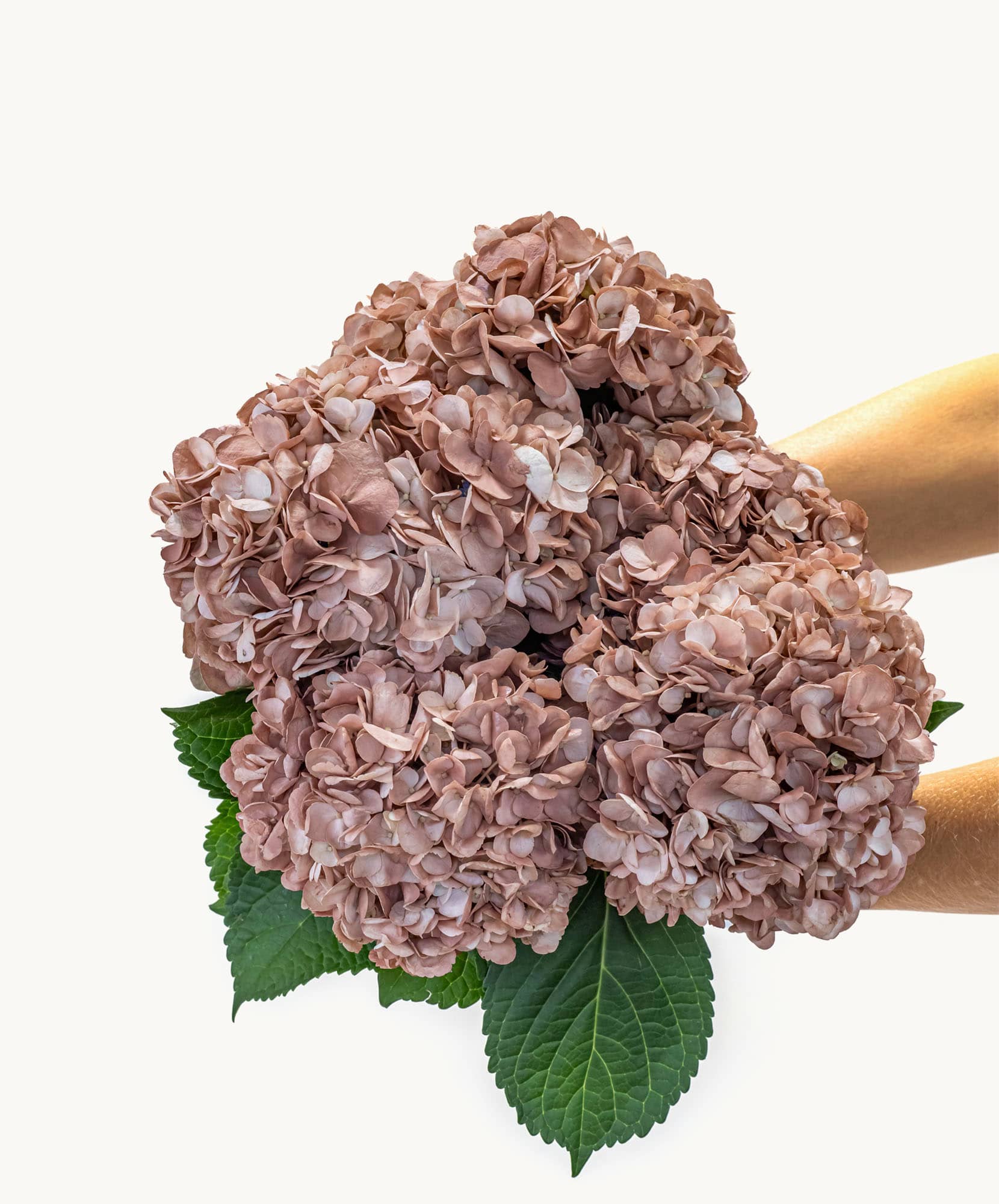 Elegant blush hydrangea bouquet held delicately with lush green leaves.